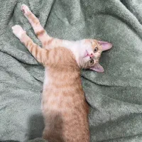 واگذاری|گربه|رشت, گلسار|دیوار