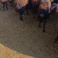 میش قزل|حیوانات مزرعه|سلماس, |دیوار