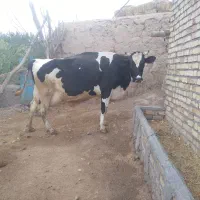 گاو اصیل هلشتاین