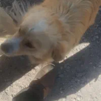 شیتزوصورت روباهی باردار