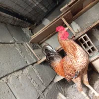 خروس فروشی|پرنده|میناب, |دیوار