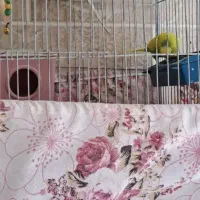 ۶عدد مرغ عشق معاوضه با قناری نر