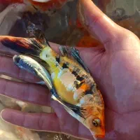 ماهی کوی در انواع رنگ و نژاد(حتی تکی)|ماهی|رشت, جانبازان|دیوار