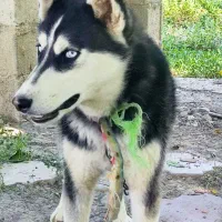سگ هاسکی
