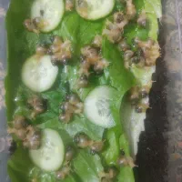 حلزون آلبینو