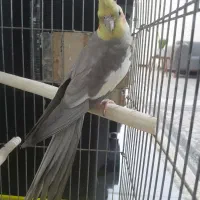 عروس هلندی سخن گو