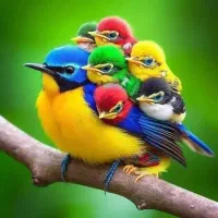 طوطی گم شده محدوده شهرک طلاییه سمت کمربندی دماوند