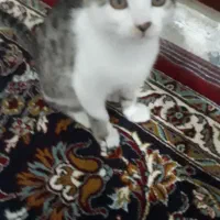 گربه