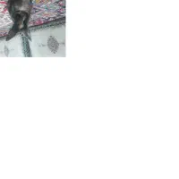 واگذاری خرگوش