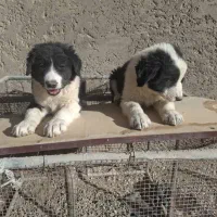 توله دوماهه. قدرجونی. گله ای .جونوری|سگ|ابریشم, |دیوار