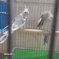 عروس هلندی|پرنده|قم, نخودی|دیوار