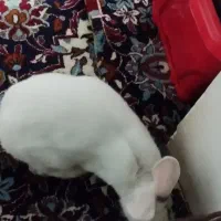 خرگوش زیبا وبازیگوش|موش و خرگوش|گهواره, |دیوار