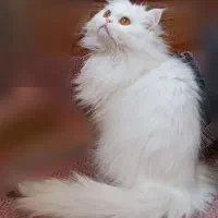 گربه پرشین نر سفید