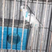 مرغ عشق تخم گذار|پرنده|رباط‌کریم, الارد|دیوار