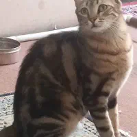 واگذاری فوری|گربه|تهران, آشتیانی|دیوار