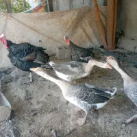 بوقلمون، مرغ، قو غاز ،مرغ شاخدار|حیوانات مزرعه|پیشوا, |دیوار