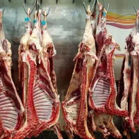 گوساله و بره کشتاری موجود