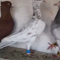 هفرنگ خطی