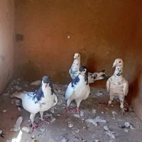 کفتر پرنده|پرنده|رباط‌کریم, نصیرشهر|دیوار