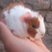 خوکچه هندی|موش و خرگوش|مشهد, موعود|دیوار