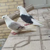 کفتر تهرونی  کاکل