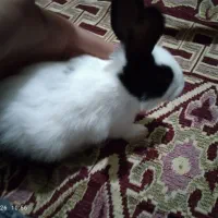 خرگوش|موش و خرگوش|آزادشهر, |دیوار