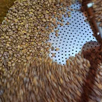 رُستری و پخش انواع دان قهوه و پودری جات|کافیشاپ و رستوران|کرج, گلشهر|دیوار