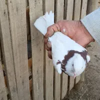 کفتر طوقی|پرنده|آران و بیدگل, |دیوار