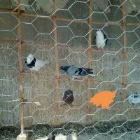 کفتر صید|لوازم جانبی حیوانات|مشهد, کارگران|دیوار