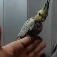 عروس هلندی مولد|پرنده|اصفهان, فردوان|دیوار