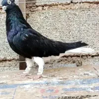دنیای قفس وپرندگان