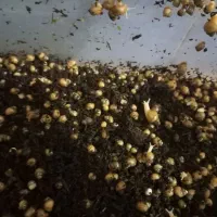 حلزون|خزنده|شوشتر, |دیوار