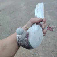 کبوتر