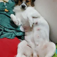 سگ پاکوتاه نژاد شیدزو شناسنامه هم داره