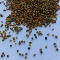 بذر شبدر ۳ چین و محلی