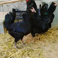 مرغ و خروس گلین اصل فول کیفیت