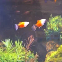 ماهی پلاتی میکی موس