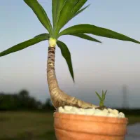 بنسای گیاه یوکا (بن سای)