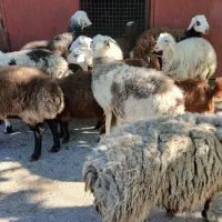میش وبره چاق قربان