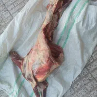 لاشه گوسفند