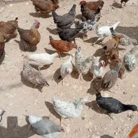 جوجه کباب