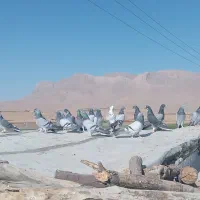 کبوترپورآسمانی