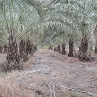 فروش-باغ-نخلی