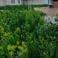 خوابگاه دخترانه زندیه