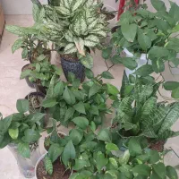 درخاست برای سیمکارت