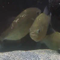 پیرانا ردبلی 6 عدد