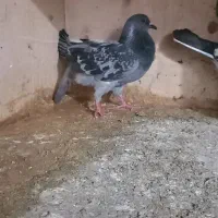 کبوتر|پرنده|گرگان, |دیوار