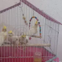 جوجه عروس هلندی