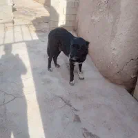 فروشی|سگ|باروق, |دیوار