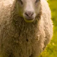 گوسفند زنده پرند،،شبانه روزی